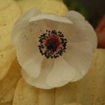 Why Web Design is Essential