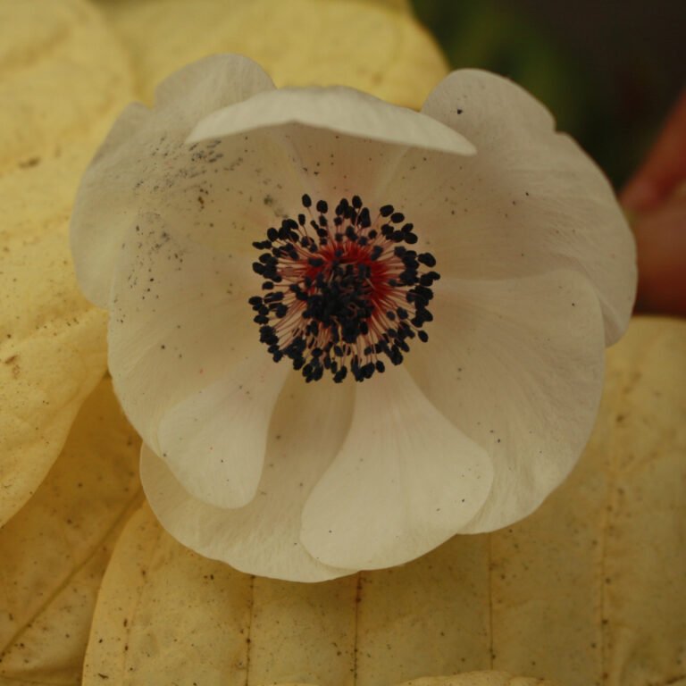 Why Web Design is Essential