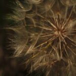 Close-up macro photograph of a dandelion seed head with delicate white filaments glowing in warm natural light.