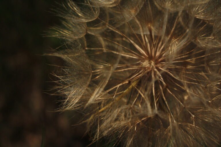 Close-up macro photograph of a dandelion seed head with delicate white filaments glowing in warm natural light.